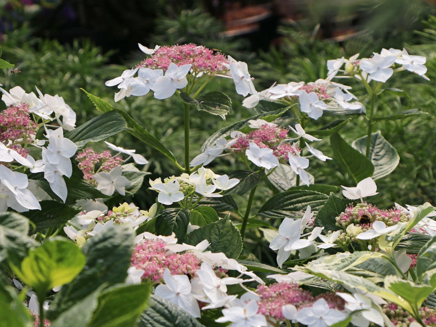 Hydrangea macrophylla 'Teller White'
